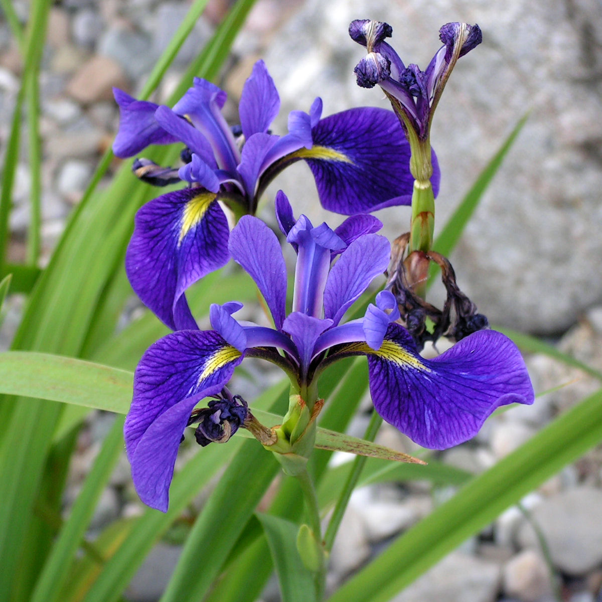 Iris versicolor flower